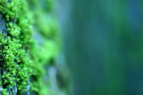 Mossy tree trunk close up Stock Photos