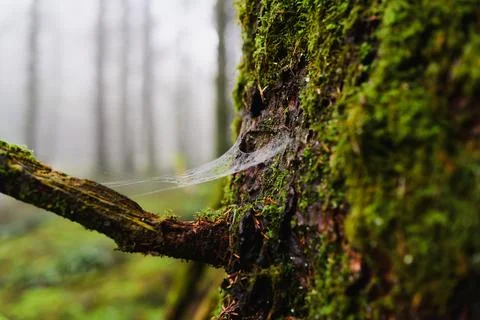 Mossy Tree Trunk with Delicate Spiderweb Stock Photos