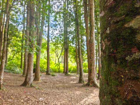 Mossy Tree Trunk Foreground Close Up in Green Forest Woodlands Stock Photos