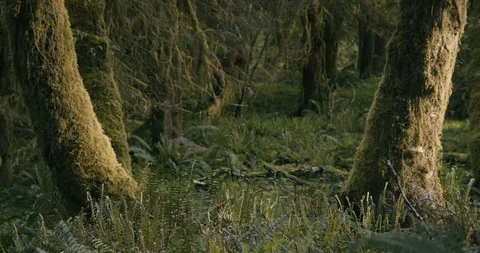 Mossy tree trunk in the forest Stock Footage 97613077