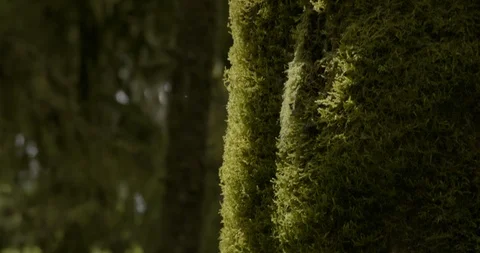 Mossy tree trunk in the forest Stock Footage 97615063