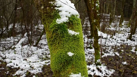 Mossy tree trunk in the forest in late autumn Vidéo 119482168