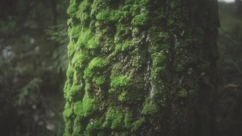 Mossy tree trunk, forest moody shot. Stock Footage 232702223
