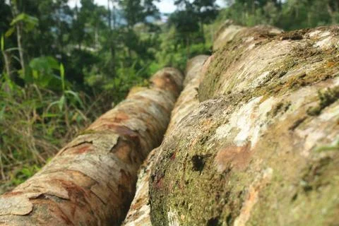 Mossy Tree Trunk in Forest Stock Photos