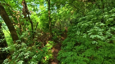 Mossy tree trunk frames lush green forest floor. Jastrebac Mountain, Serbia. Stock Footage 336023680