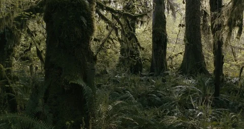 Mossy tree trunk with green plants in the forest Stock Footage 97613887