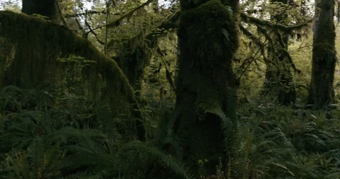 Mossy tree trunk with green plants in the forest Stock Footage 97614001
