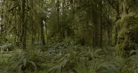 Mossy tree trunk with green plants in the forest Stock Footage 97615273