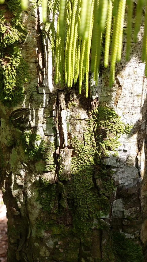 Mossy tree trunk with hanging Huperzia phlegmaria plant. Stock Footage 346223484
