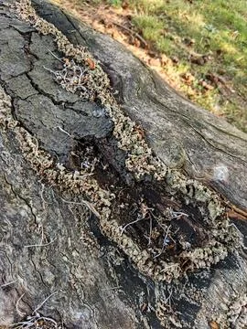 Mossy tree trunk with lichen Foto stock