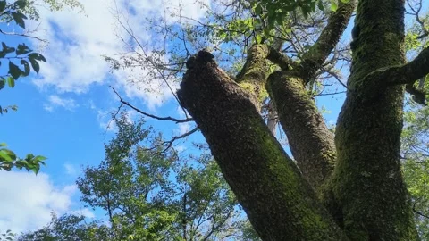 Mossy Tree Trunk looking up to Autumn Blue Sky Stock Footage 346006619
