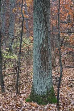 Mossy tree trunk lying on forest floor in autumn Stock Photos