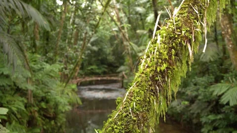 Mossy Tree Trunk Overlooking a Tropical River in Palau Jungle Vídeos de archivo 330829294
