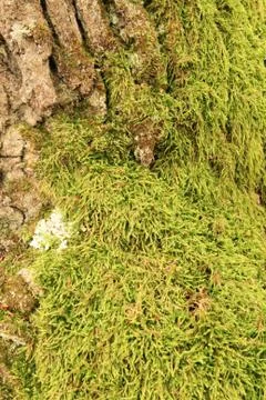 Mossy tree trunk Foto stock