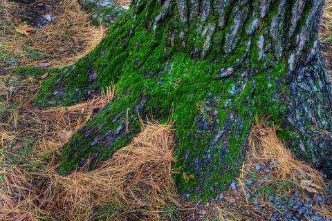 Mossy tree trunk. Stock Photos