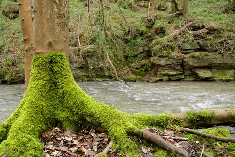 Mossy Tree Trunk Stock Photos