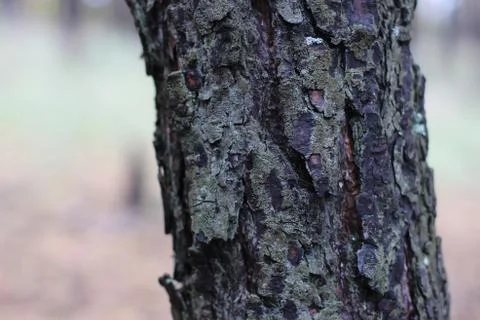 Mossy tree trunk Stock Photos