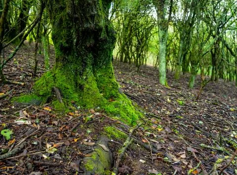 Mossy tree trunk Stock Photos