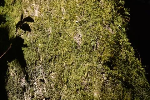 Mossy Tree Trunk Foto stock
