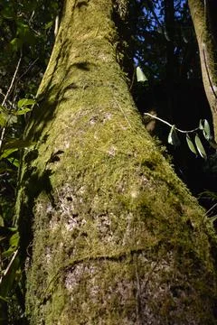 Mossy Tree Trunk Stock Photos