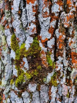 Mossy tree trunk Stock Photos