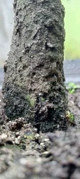 Mossy tree trunk Stock Photos