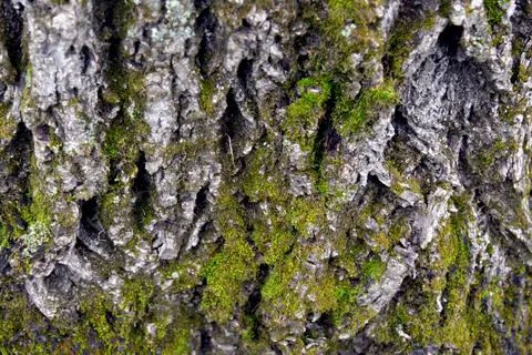 Mossy Tree Trunk Stock Photos