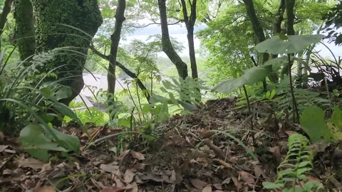 Mossy tree trunk rises from the forest floor 動画素材 337698748