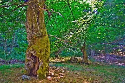 Mossy tree trunk standing in a vibrant green forest Stock Photos