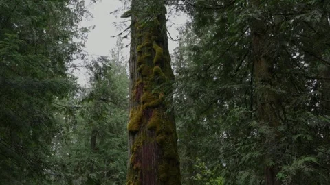 Mossy tree trunk stands tall in a lush, green old growth forest under diffuse Stock Footage 333926893