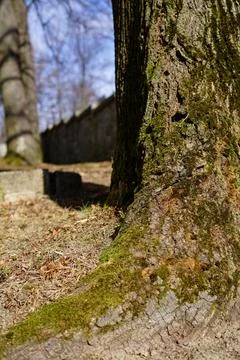 Mossy Tree Trunk in Sunlight Stock Photos