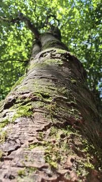 Mossy tree trunk in sunlit forest canopy Stock Photos