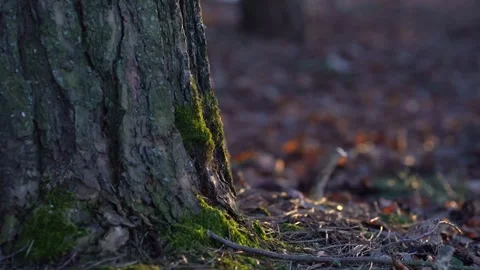 Mossy tree trunk texture close-up with fallen needles on the forest floor. 库存影片 330932241