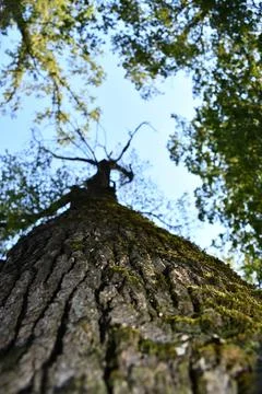 Mossy tree trunk viewed from ground perspective Stock Photos