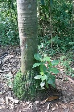 Mossy tree trunk with young sapling on tropical forest floor Stock Photos