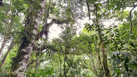 Mossy Tree Trunks in a Humid Amazon Forest Interior Stock Footage 344089555