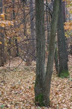 Mossy tree trunks lying on autumn leaves in forest Stock Photos