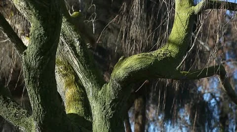Mossy tree in winter Stock Footage 10704772