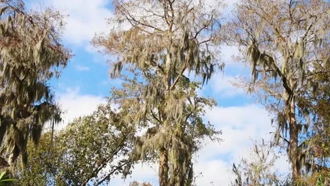 Mossy trees and a cloudy blue sky Stock Footage 143166806