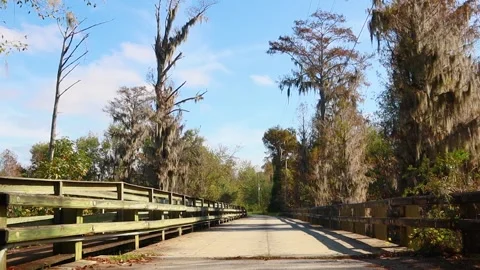 Mossy trees and a walking trail in the country Stock Footage 143165722