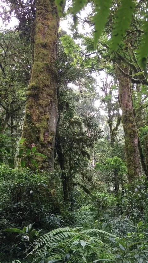 Mossy Trees in the deep forest, garut, west java, indonesia Видео 343414975
