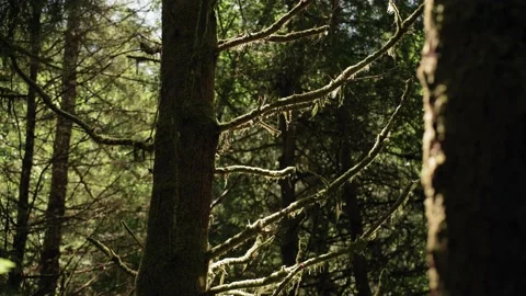 Mossy Trees Dense Green Old Forest Stockbeeldmateriaal 233282673