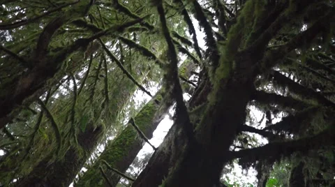 Mossy Trees Dramatic Color Stock Footage 64114426