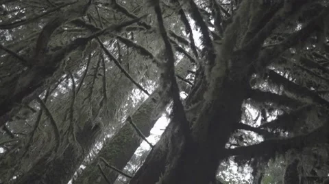Mossy Trees Flat Color Stock Footage 64114430