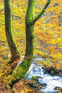 Mossy trees by a flowing river during autumn with yellow leaves in the back.. Stock-Fotos