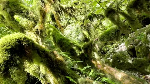 Mossy trees Stock Footage 288345996