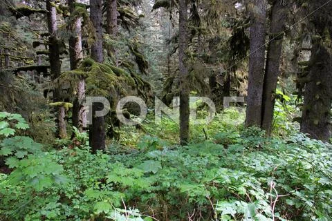 Mossy Trees Forest Alaska