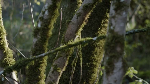 Mossy Trees in Forest 스톡 동영상 85824107