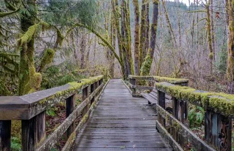 Mossy trees in a forest Oregon state. Stock Photos