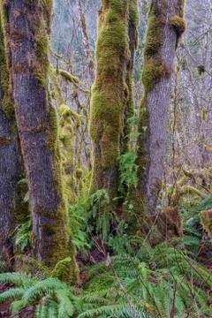 Mossy trees in a forest Oregon state. Stock Photos